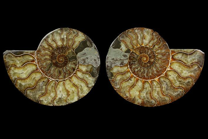 Agate Replaced Ammonite Fossil - Madagascar #169017